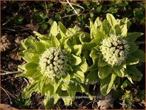 Petasites japonicus 'Giganteus'