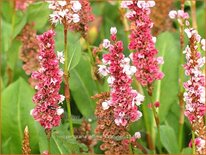 Persicaria affinis 'Kabouter'