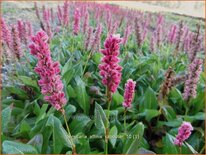 Persicaria affinis 'Kabouter'