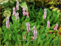 Persicaria affinis 'Kabouter'