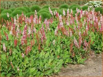 Persicaria affinis 'Kabouter'