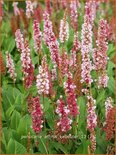 Persicaria affinis 'Kabouter'