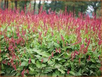 Persicaria amplexicaulis
