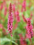 Persicaria amplexicaulis