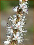 Persicaria amplexicaulis 'Alba'