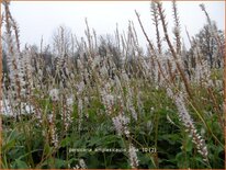 Persicaria amplexicaulis 'Alba'