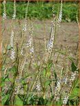 Persicaria amplexicaulis 'Alba'