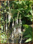 Persicaria amplexicaulis 'Alba'