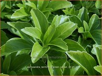 Pachysandra terminalis 'Green Carpet'