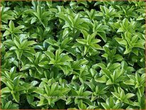 Pachysandra terminalis 'Green Carpet'