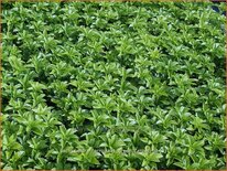 Pachysandra terminalis 'Green Carpet'