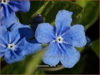 Omphalodes verna