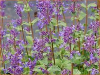 Nepeta racemosa 'Grog'
