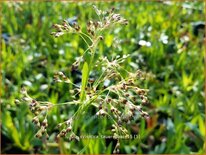 Luzula sylvatica 'Tauernpass'