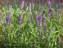 Liriope muscari 'Ingwersen'
