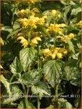 Lamiastrum galeobdolon 'Kirkcudbright Dwarf'