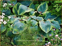Hosta sieboldiana 'Frances Williams'