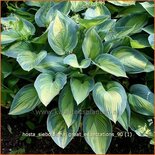 Hosta sieboldiana 'Great Expectations'
