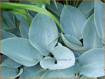 Hosta 'Halcyon'