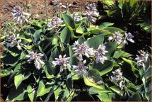 Hosta 'Halcyon'