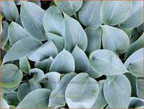 Hosta 'Halcyon'
