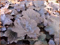 Heuchera micrantha 'Palace Purple'