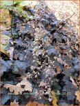 Heuchera micrantha 'Palace Purple'