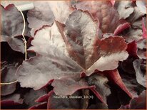 Heuchera 'Obsidian'