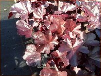 Heuchera 'Obsidian'
