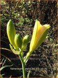 Hemerocallis 'Stella de Oro'