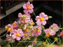 Helianthemum 'Lawrenson's Pink'
