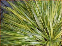 Hakonechloa macra 'Aureola'