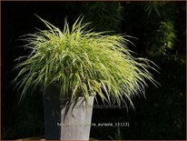 Hakonechloa macra 'Aureola'