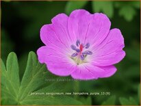 Geranium sanguineum 'New Hampshire Purple'