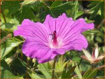 Geranium sanguineum 'Tiny Monster'