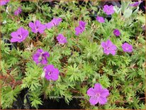 Geranium sanguineum 'Tiny Monster'
