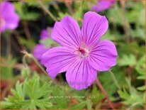 Geranium sanguineum 'Tiny Monster'
