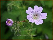 Geranium renardii 'Chantilly'