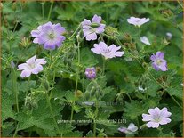 Geranium renardii 'Chantilly'