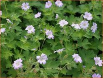 Geranium renardii 'Chantilly'