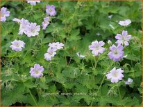 Geranium renardii 'Chantilly'