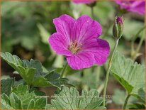 Geranium riversleaianum 'Russell Prichard'