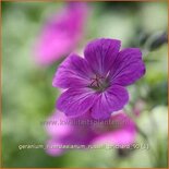 Geranium riversleaianum 'Russell Prichard'
