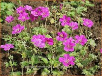 Geranium riversleaianum 'Russell Prichard'