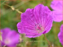 Geranium sanguineum 'Aviemore'