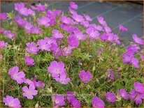 Geranium sanguineum 'Aviemore'