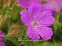 Geranium sanguineum 'Aviemore'