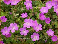 Geranium sanguineum 'Aviemore'
