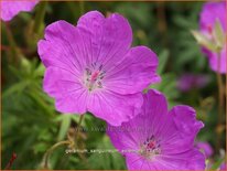 Geranium sanguineum 'Aviemore'