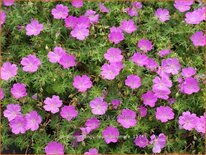 Geranium sanguineum 'Aviemore'